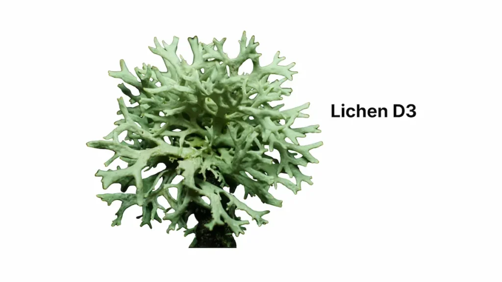Pale green branching lichen, the multi-species fungal source of vegan vitamin D3 cholecalciferol